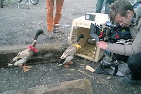 Animaux pour le Cinma