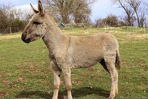 Animaux pour le Cinma