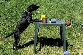 Animaux pour le Cinma